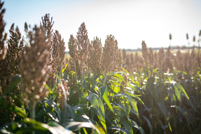 Sorgo 2- (1)