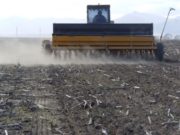 Las lluvias demoran al sorgo