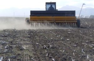 Las lluvias demoran al sorgo