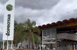 Acopio de tabaco 2026