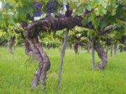 Variedades criollas, una oportunidad vitivinícola