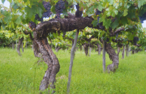 Variedades criollas, una oportunidad vitivinícola