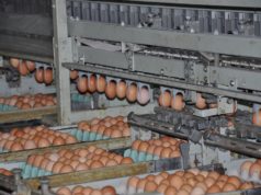 Crece la producción de huevos, pero hay alerta por el contrabando