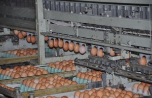 Crece la producción de huevos, pero hay alerta por el contrabando