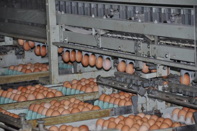 avicultura-granja-escudero-salta (132)