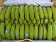 Bananas: nuevas variedades buscan fortalecer la producción