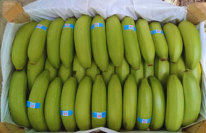 Bananas: nuevas variedades buscan fortalecer la producción