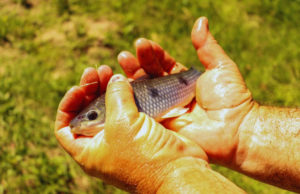 Ensayos del INTA destacan el potencial acuícola de la boga