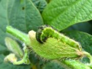 La campaña 2024/25 bajo la lupa de la REM