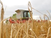 Cosecha de cebada: la mejor de la última década