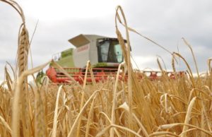 Cosecha de cebada: la mejor de la última década