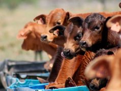 Sanidad preventiva: una decisión estratégica en la antesala del destete