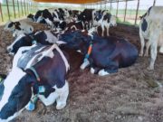 Sensores y manejo para anticiparse al estrés térmico en vacas