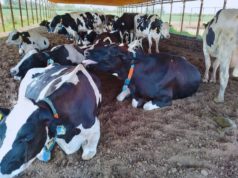 Sensores y manejo para anticiparse al estrés térmico en vacas