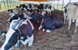 Sensores y manejo para anticiparse al estrés térmico en vacas
