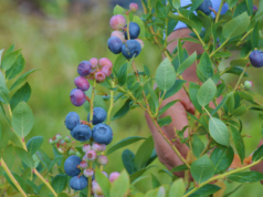 NEA: avanza la evaluación de nuevos materiales de arándano
