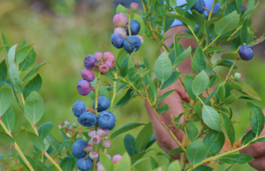 NEA: avanza la evaluación de nuevos materiales de arándano