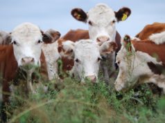 Impulsan criterios para regular inhibidores ambientales