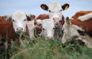 Impulsan criterios para regular inhibidores ambientales