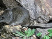 Leptospirosis: refuerzo de control y prevención en la producción animal