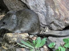 Leptospirosis: refuerzo de control y prevención en la producción animal