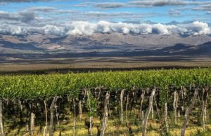 El sabio Hermann Burmeister y el vino de Cafayate