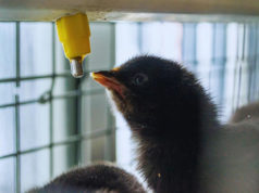 Descubren una bacteria clave para la salud intestinal de pollos