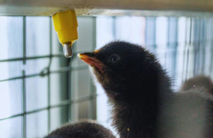 Descubren una bacteria clave para la salud intestinal de pollos