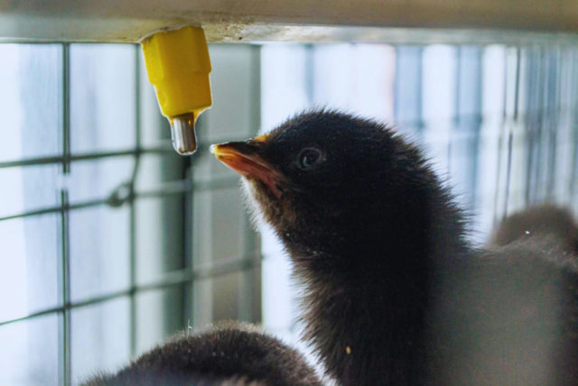 pollos-parrilleros-4-1536x1027.jpg (1)