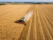 El trigo con récord de producción, pero no de ingreso de divisas