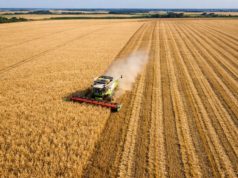 El trigo con récord de producción, pero no de ingreso de divisas