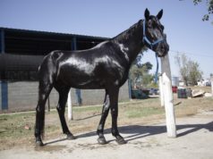 La exportación de equinos en pie mostró un desempeño positivo