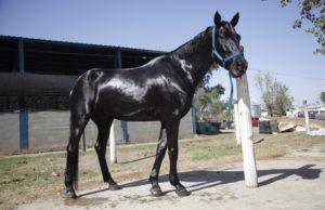 La exportación de equinos en pie mostró un desempeño positivo