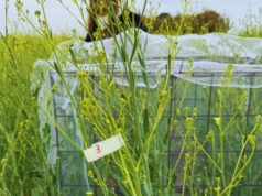 La abeja, aliada clave para potenciar el rendimiento de la carinata