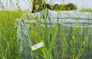 La abeja, aliada clave para potenciar el rendimiento de la carinata