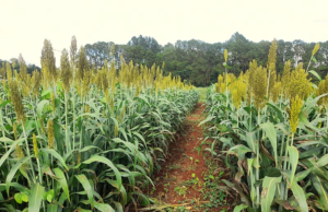 NEA: INTA evalúa el potencial del sorgo para fortalecer la ganadería