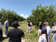 Demostración de perros detectores de HLB en plantación comercial