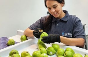 Senasa amplía su red de control para exportaciones frutícolas