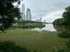 La influenza aviar llega a aves silvestres en Costanera Sur