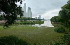 La influenza aviar llega a aves silvestres en Costanera Sur