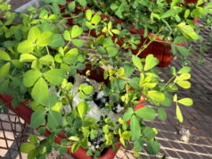 Desarrollan alfalfa con mayor tolerancia a suelos saturados