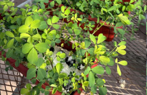 Desarrollan alfalfa con mayor tolerancia a suelos saturados