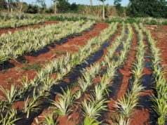 El ananá incorpora tecnología y gana competitividad