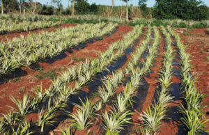 El ananá incorpora tecnología y gana competitividad