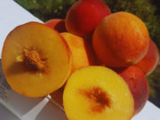 Durazno: nuevas variedades del INTA llegan al mercado