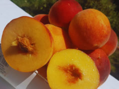 Durazno: nuevas variedades del INTA llegan al mercado