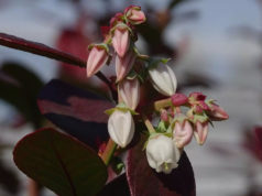 Arándano: nuevos aportes científicos al mejoramiento genético