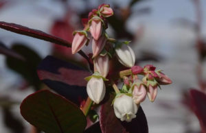 Arándano: nuevos aportes científicos al mejoramiento genético