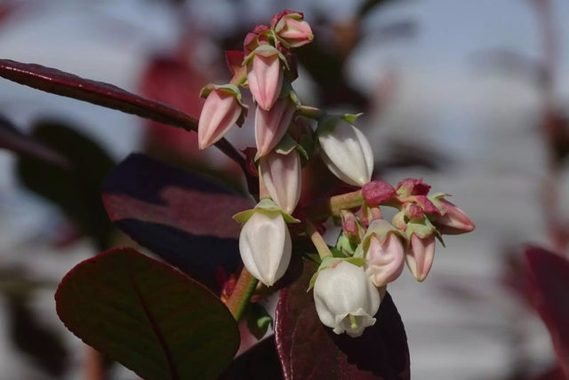 Diseno-sin-titulo4-12.jpg (1)