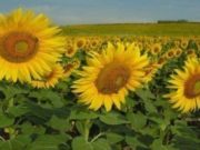 El girasol sigue por encima del promedio